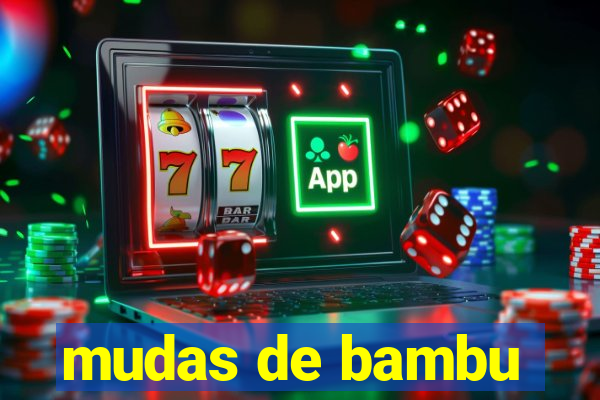 mudas de bambu