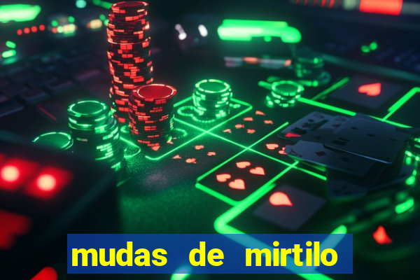 mudas de mirtilo em porto alegre