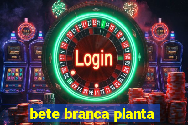 bete branca planta