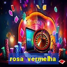 rosa vermelha (letra e cifra)