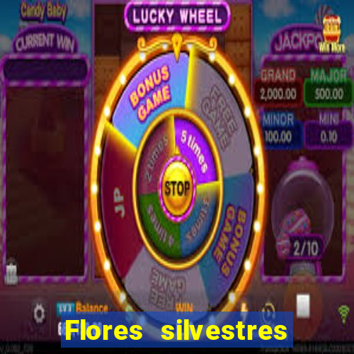 Flores silvestres brasileiras 25