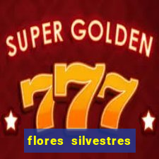 flores silvestres desbravadores desbravadores 25