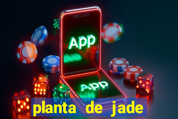 planta de jade significado espiritual