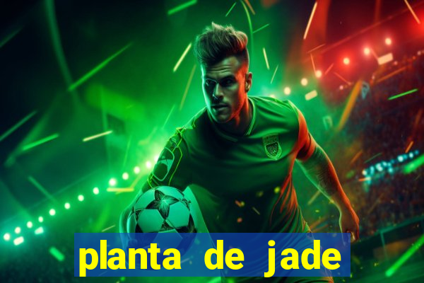 planta de jade significado espiritual