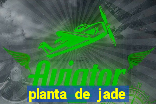 planta de jade significado espiritual