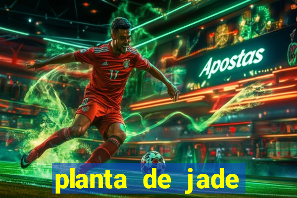 planta de jade significado espiritual