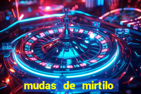 mudas de mirtilo em porto alegre